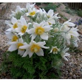 Сон-трава Pulsatilla Alba
